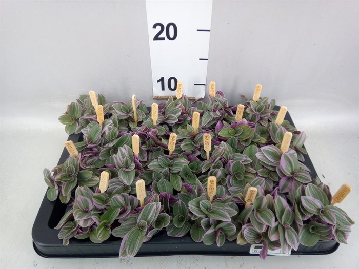<h4>Tradescantia cerinth. 'Sweetness'</h4>