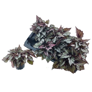 Begonia blad rex mix 12Ø 25cm