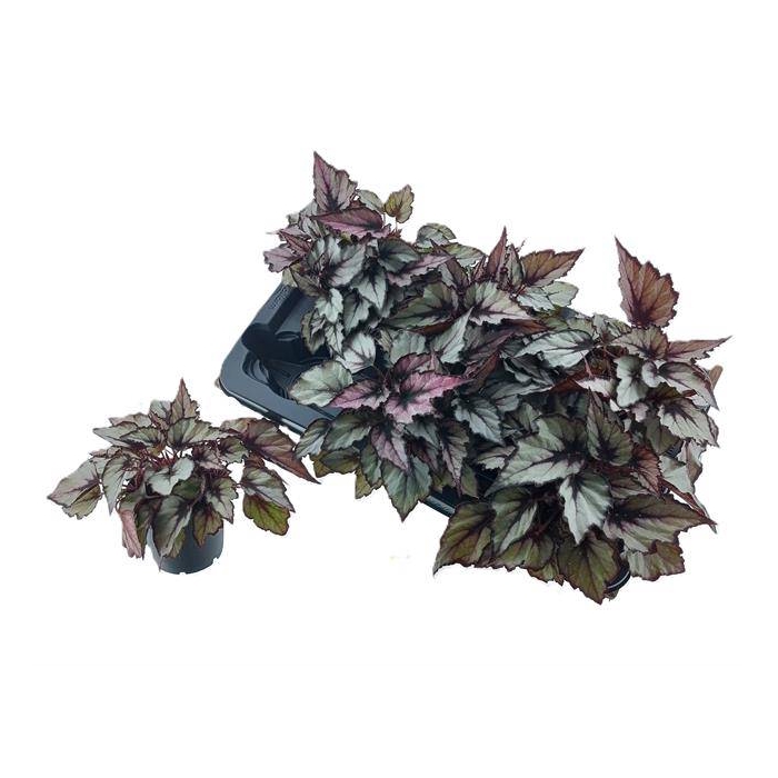 <h4>Begonia blad rex mix 12Ø 25cm</h4>