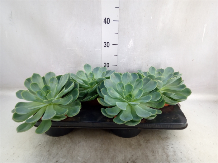 <h4>Echeveria  'Fora'</h4>