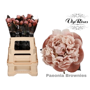 PAEONIA BROWNIES x 20