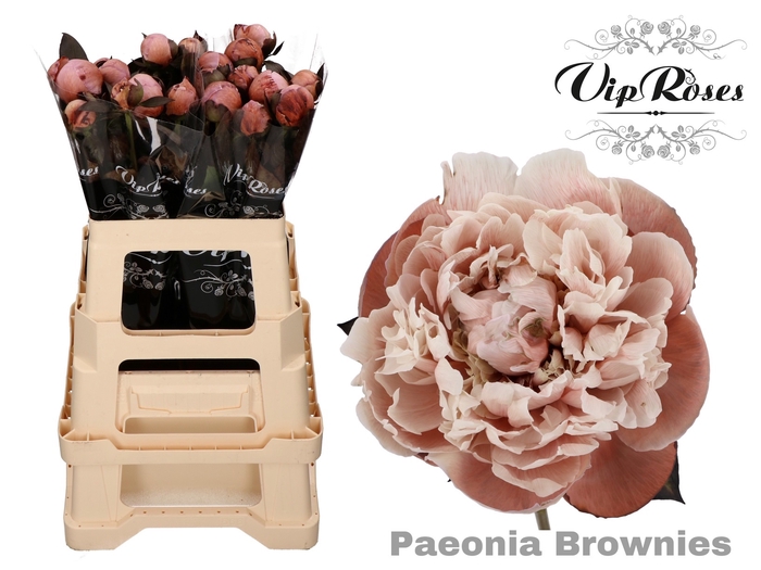 PAEONIA BROWNIES x 20