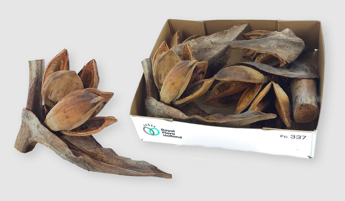 <h4>HUIS EN TUINDECO H%</h4>