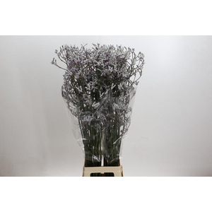 Anigozanthos Lilac Queen