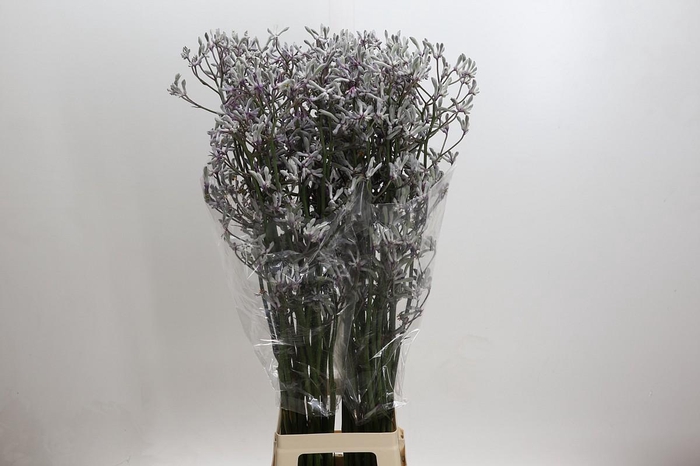 <h4>Anigozanthos 'Lilac Queen'</h4>