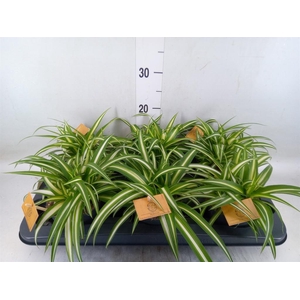 Chlorophytum com. 'Variegatum'