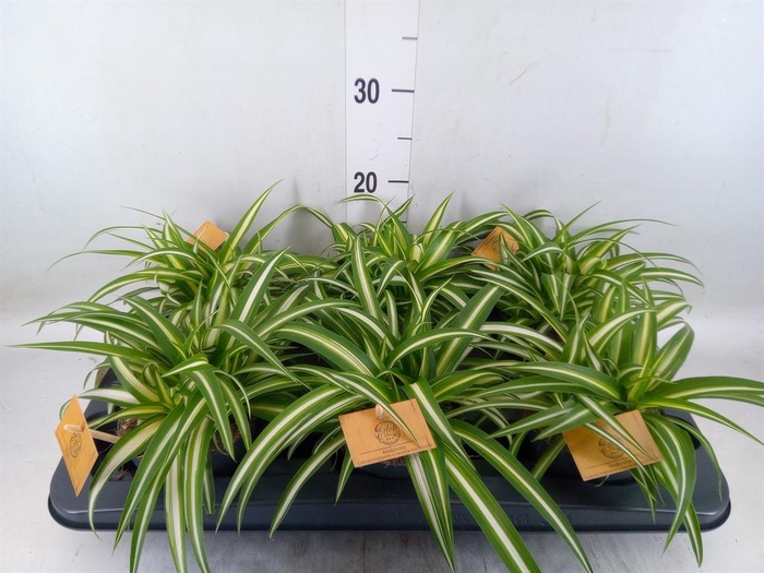 <h4>Chlorophytum com. 'Variegatum'</h4>