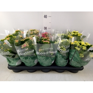 Kalanchoe blos. 'RosDon Collection'