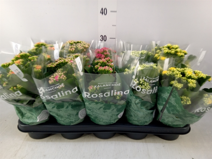 <h4>Kalanchoe blos. 'RosDon Collection'</h4>