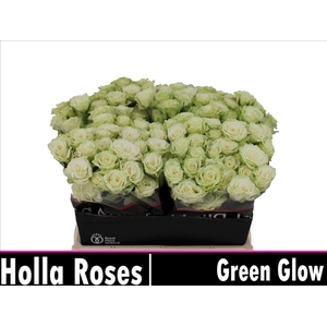 Rosa spray green glow