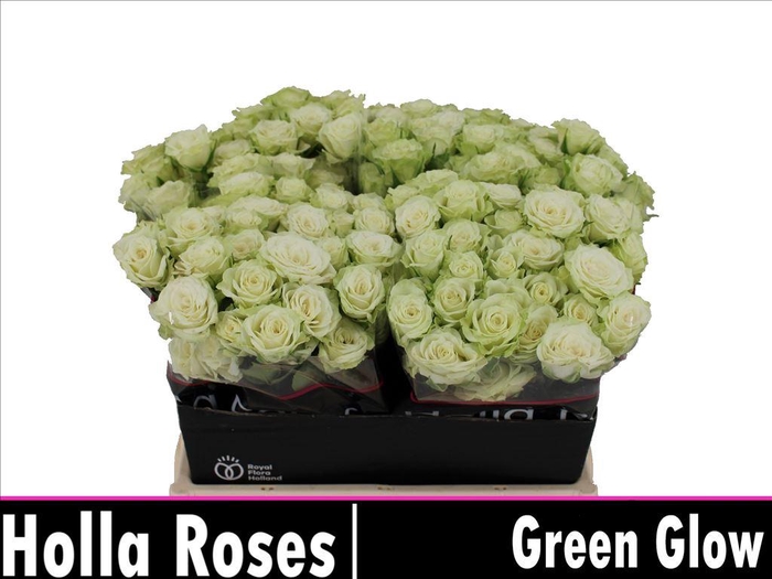 <h4>Rosa spray green glow</h4>