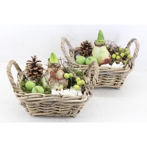 arr4 Amaryllis PL - Kubu rechth. oor 401/3