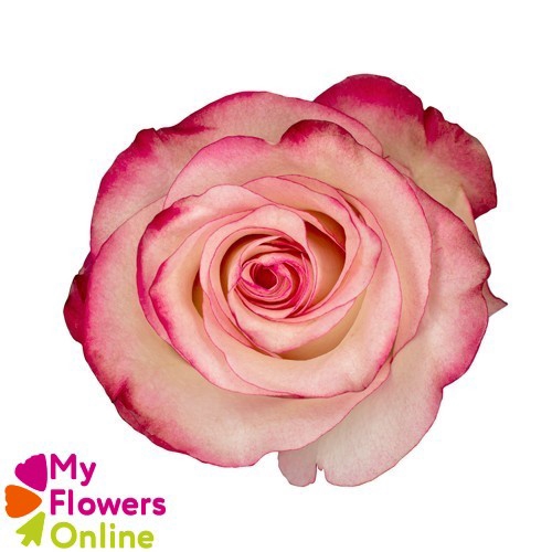 <h4>R Gr Paloma Bicolor 60cm EC</h4>
