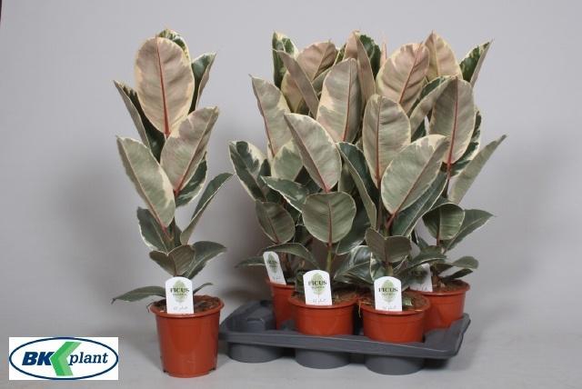 <h4>FIC EL TINEKE</h4>