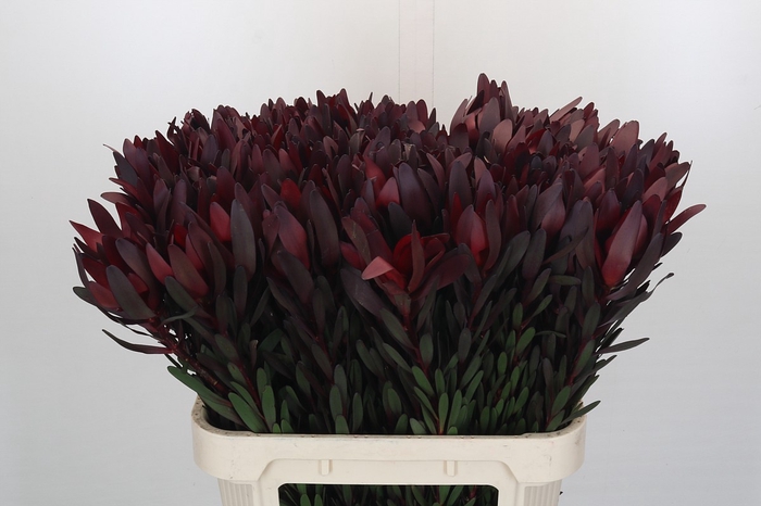 <h4>Leucadendron Saf Sunset Dark Red</h4>