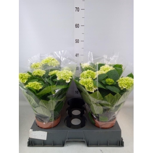 Hydrangea mac. 'Hi White Sun'