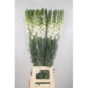 Antirrhinum It. White