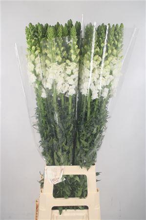 <h4>Antirrhinum It. White</h4>