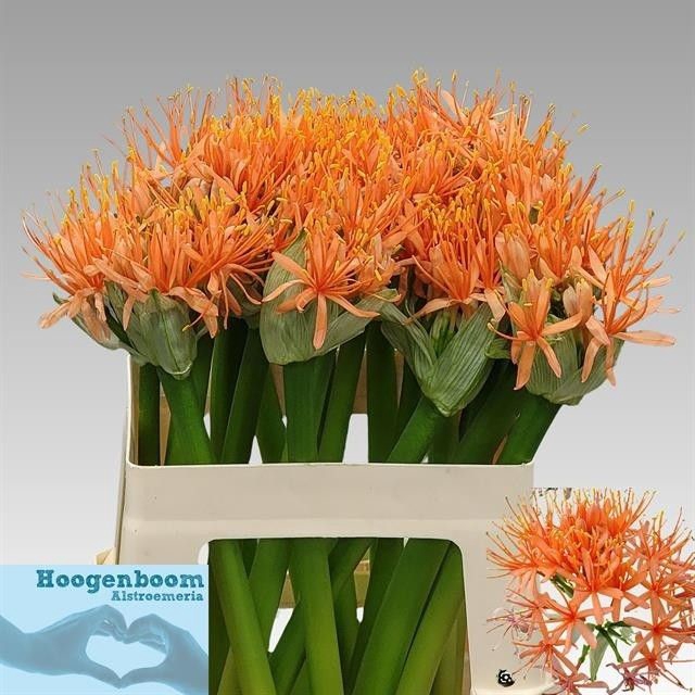 <h4>SCAD ORANGE WONDER</h4>