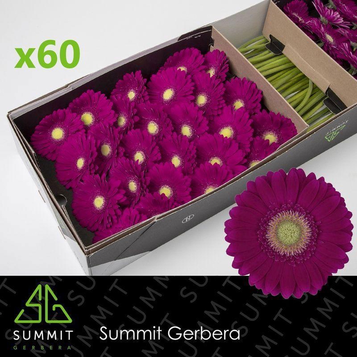 <h4>GE GR AMBASSADOR</h4>