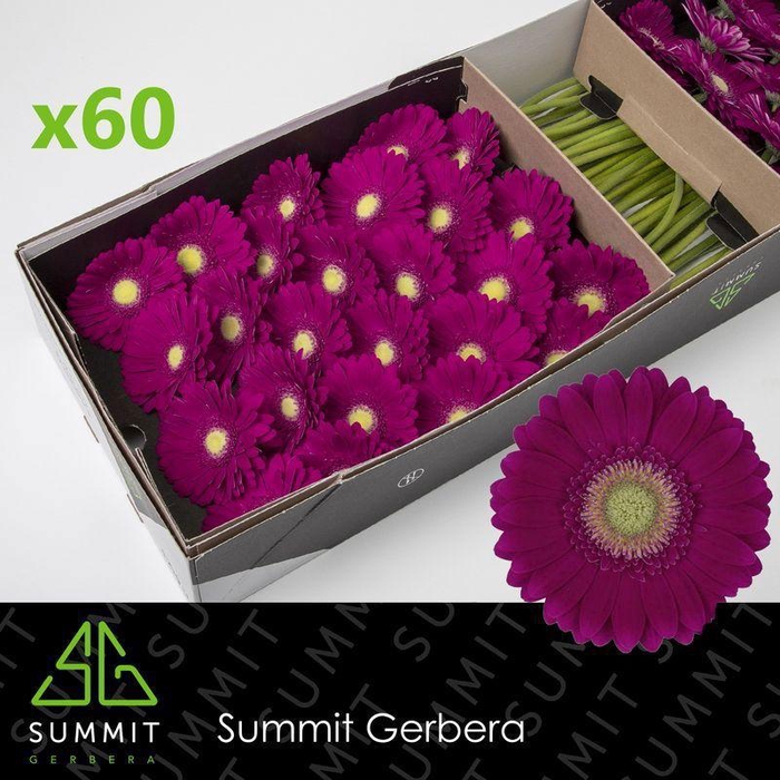 <h4>GE GR AMBASSADOR</h4>