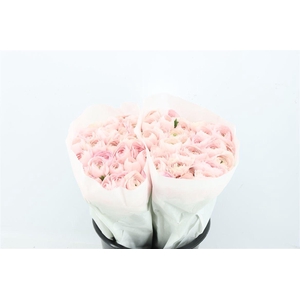 Ran Cloni Ex Lady Hanoi Pink