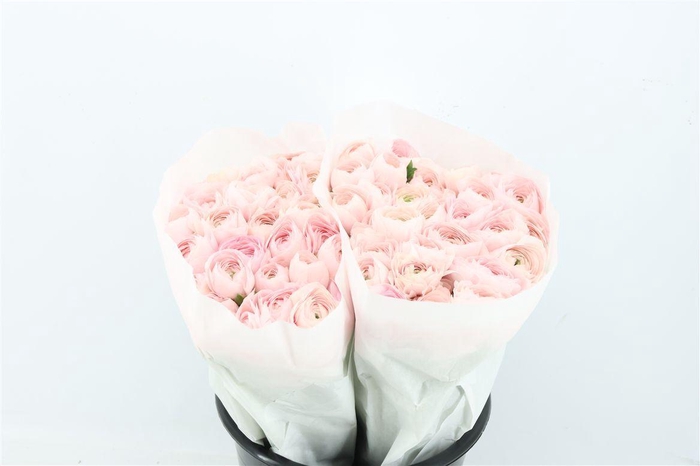 <h4>Ran Cloni Ex Lady Hanoi Pink</h4>