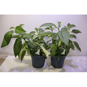 arr8 Brugmansia Struik Wit