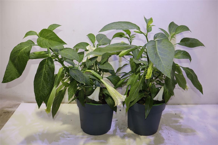 <h4>arr8 Brugmansia Struik Wit</h4>