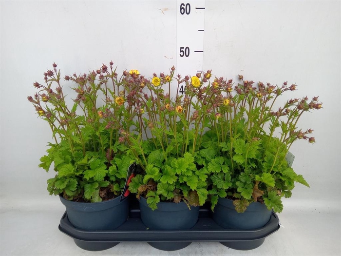 <h4>Veronica   ...</h4>