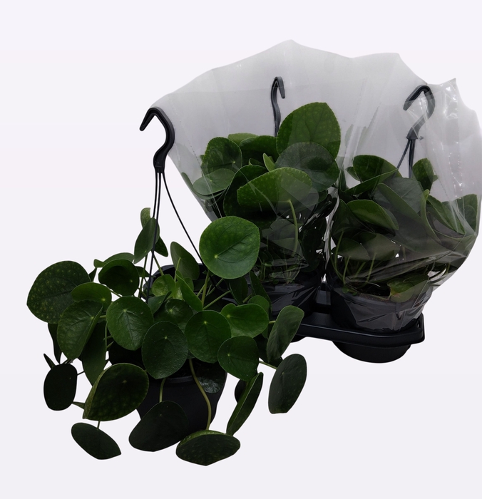 <h4>PILEA PEPEROMIOIDES</h4>
