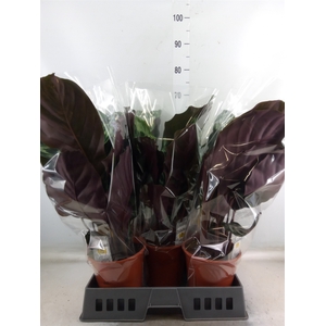Calathea   ...