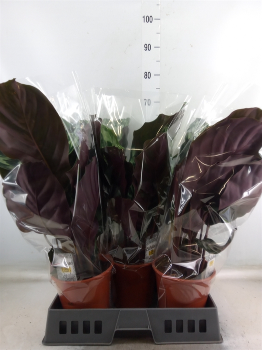 <h4>Calathea   ...</h4>