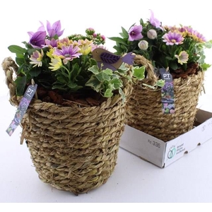 ARR TUINPLANTEN