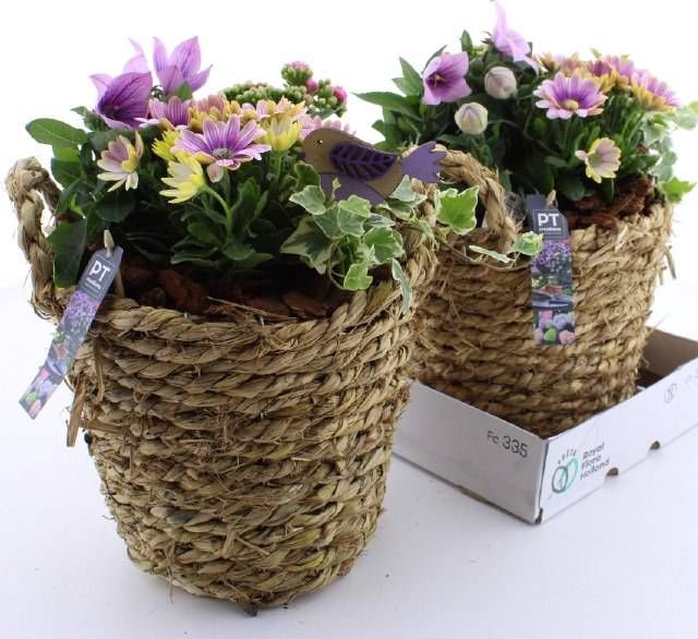 <h4>ARR TUINPLANTEN</h4>