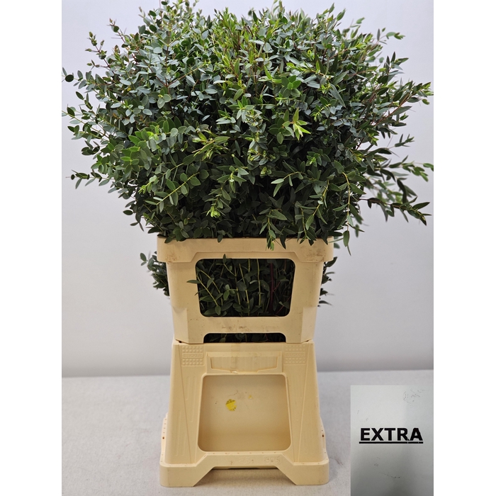 <h4>EUC PARVIFOLIA PER STEEL-IT-</h4>