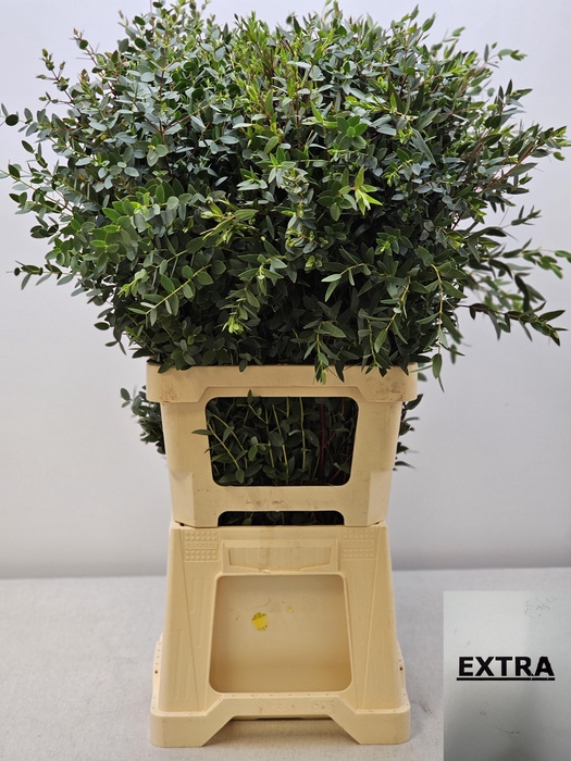 EUC PARVIFOLIA PER STEEL-IT-
