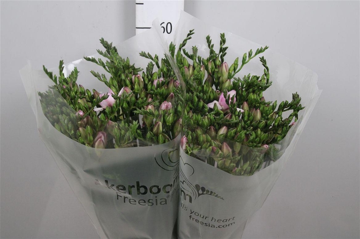 <h4>Fr Du Honeymoon</h4>