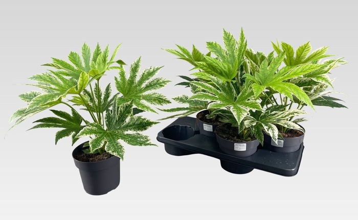 <h4>FATSIA VARIEGATA</h4>