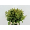 LYSIM VULGARIS