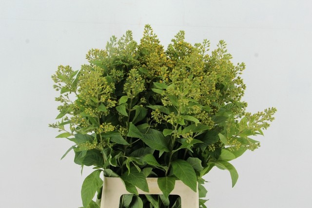 LYSIM VULGARIS