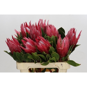 Protea Cynaroides Madiba