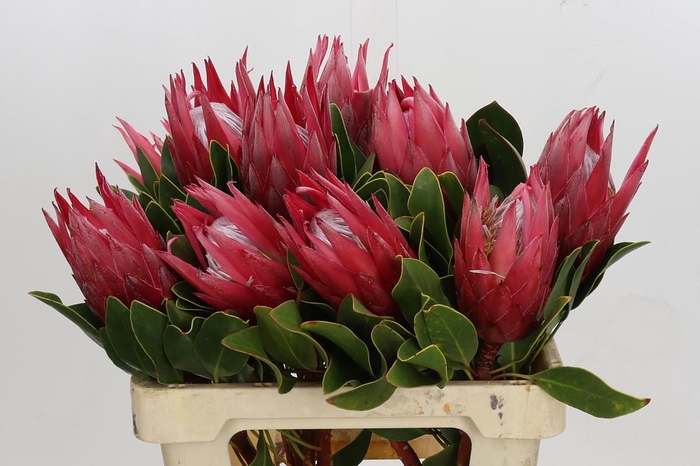 <h4>Protea Cynaroides Madiba</h4>