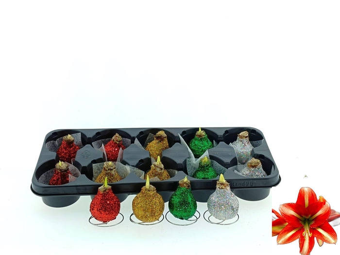 <h4>BLOEMBOL HIPPEASTRUM</h4>