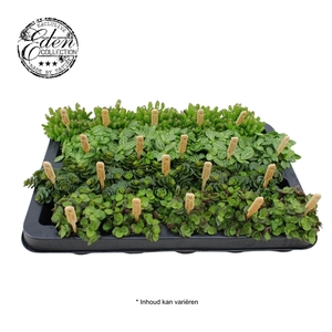 Gemengde tray 5,5cm Mix B