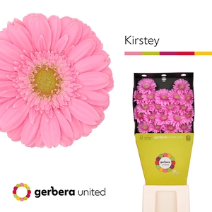 Germini Kirstey Diamond
