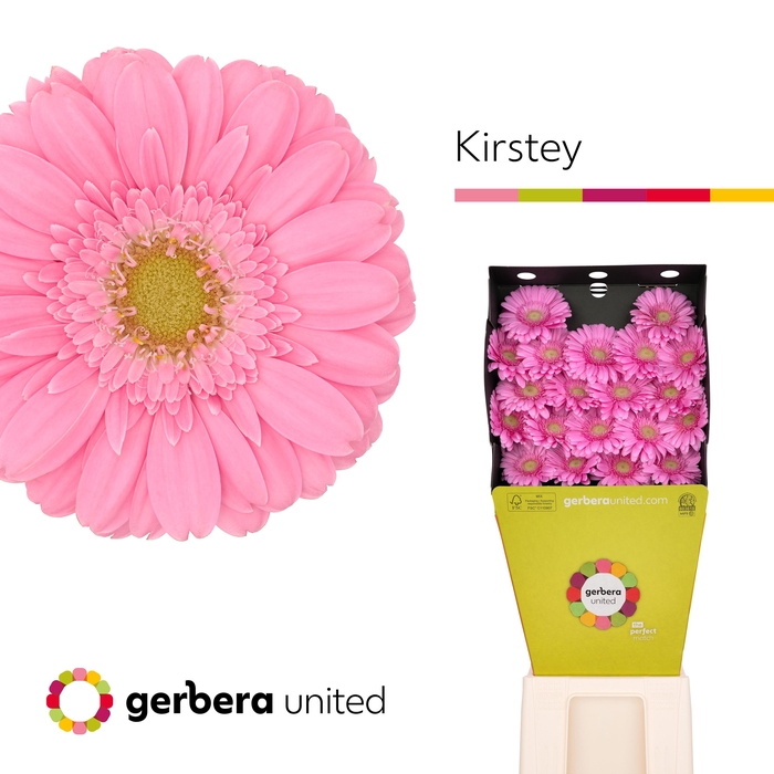 <h4>Germini Kirstey Diamond</h4>