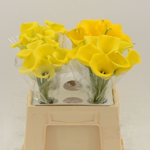 Calla Gold Medal