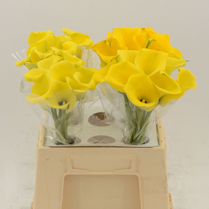 <h4>Calla Gold Medal</h4>