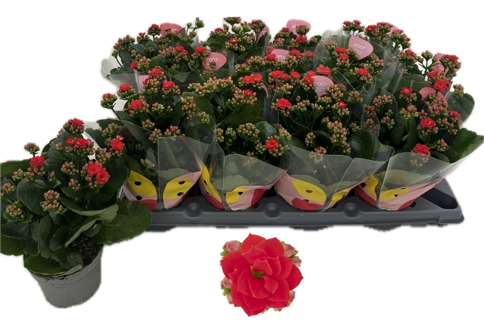 <h4>KAL GE RF NOELLE</h4>